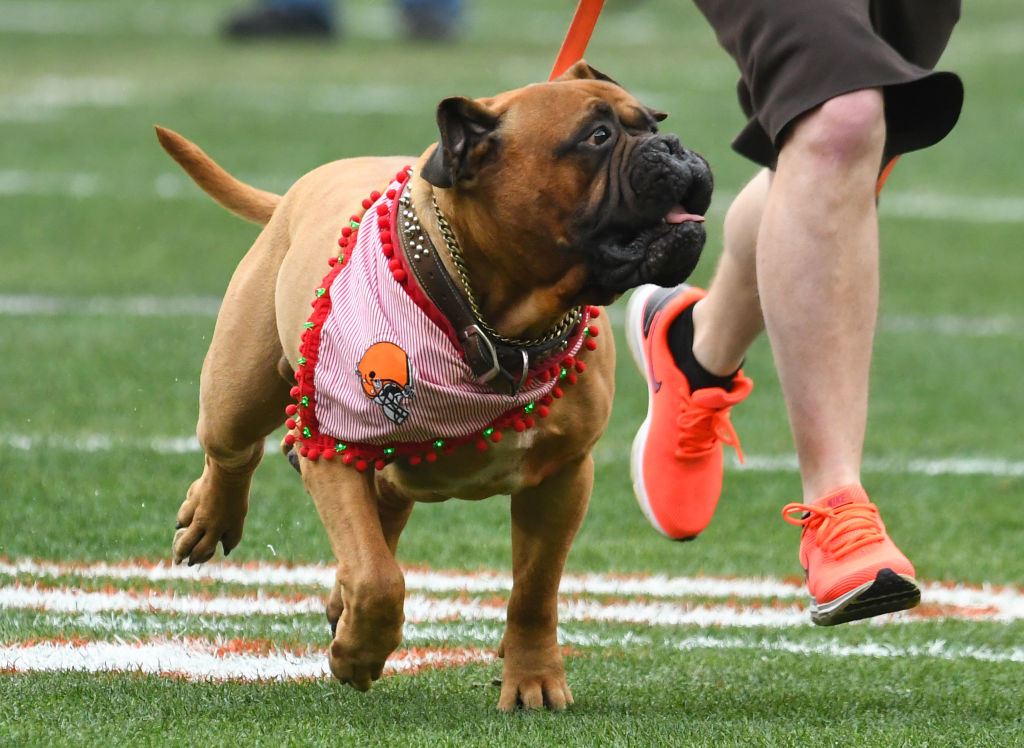 Cleveland Browns on X: We're heartbroken by the passing of our beloved  mascot, Swagger. As a constant presence on gameday and the leader of the  Dawg Pound, Swagger was a proud member