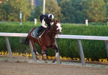 152nd Belmont Stakes, Tiz the Law