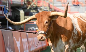 Texas Longhorns mascot Bevo XV