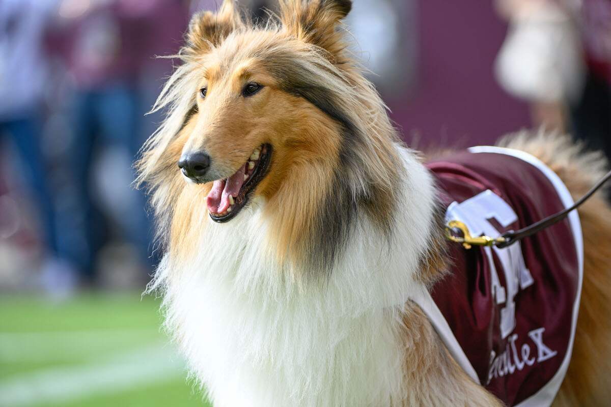 Reveille Texas A&M Official Mascot's History and What Happens If She